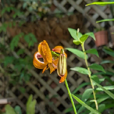 bloomtime!